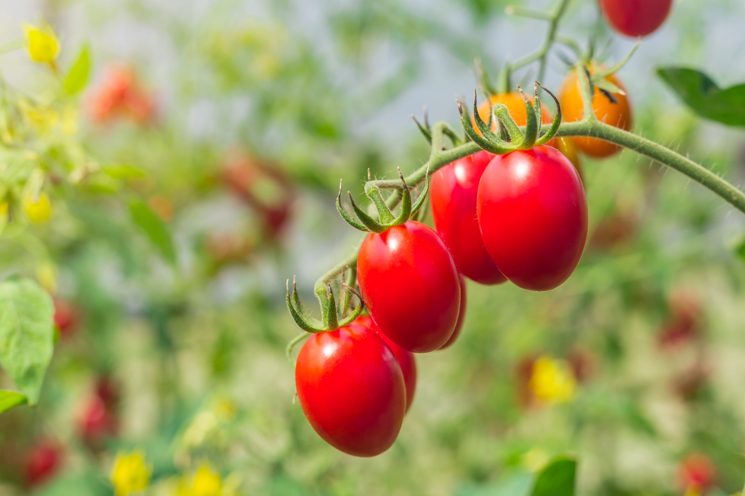 close up tomato in garden field agricultural