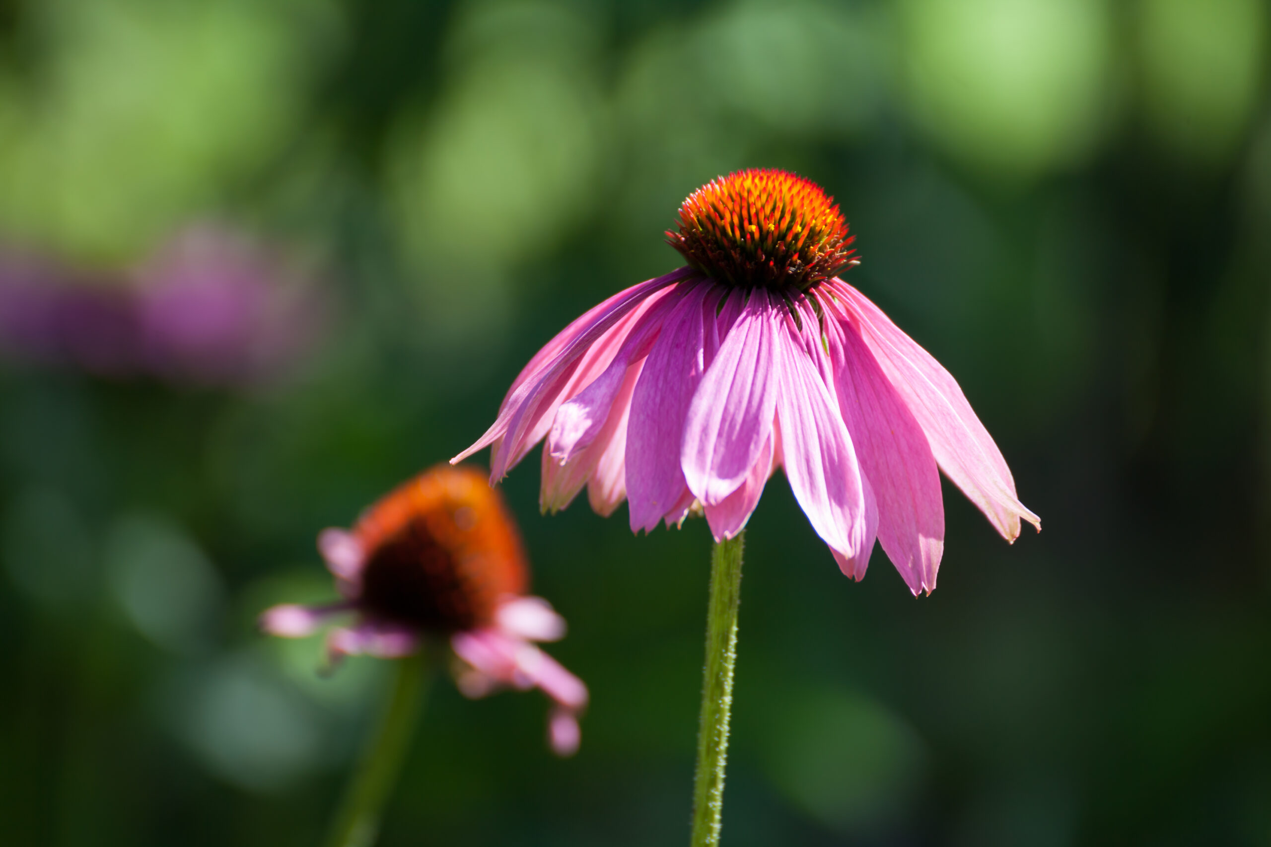 Purple Coneflowers (Echinacea)