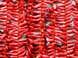 Capsaicin Improves Glucose Tolerance in Obese Mice