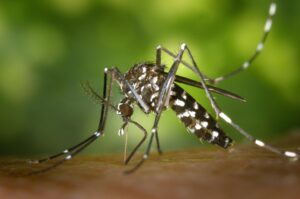 Zika and Microcephaly: Pieces of the Puzzle