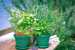 Sage Extract Shows a Benefit as a Deodorant