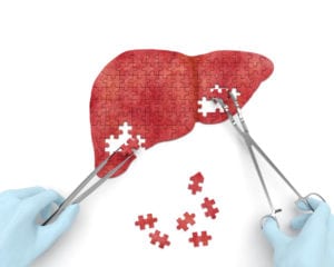 Oleuropein-Rich Olive Leaf Extract Protects Mouse Liver in Cadmium-Induced Toxicity