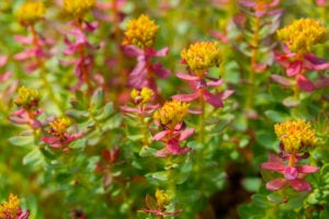 Golden Root (Rhodiola rosea) Extract Increases Mean Bench Press Velocity and Norepinephrine Levels in Resistance-Trained Subjects