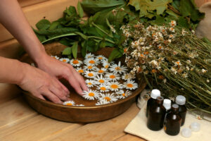 Chamomile Shown to Improve Anxiety Disorder
