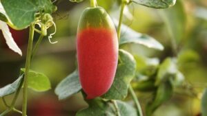 Coccinia grandis Improves Glycemic and Lipid Profile Parameters in Type 2 Diabetics