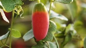 Coccinia grandis 