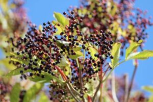 Elderberry Increases Flu Recovery