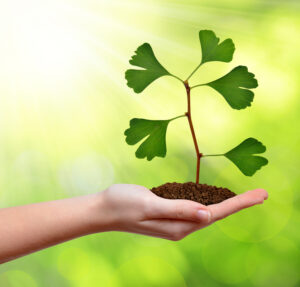Ginkgo Biloba Extract Improves Stroke Consequences