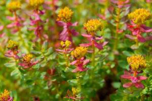 Rhodiola Rosea for Chronic Fatigue Symptoms