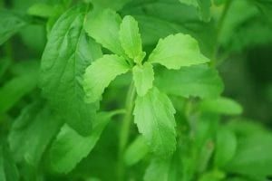 Stevia - Sweeteners