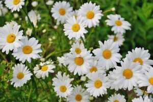 Chamomile Tea helps with Premenstrual Syndrome Symptoms