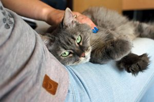 cat