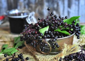 Antiviral Activity of Sambucus FormosanaNakai against Human Coronavirus NL63