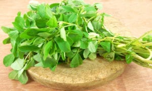 fenugreek