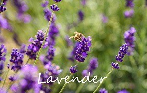 lavender