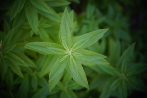 lemon verbena leaves