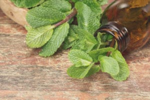 mint oil