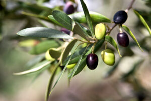 Olive Leaf Extract Shown to Help Herpes Simplex Virus
