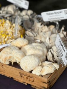 Lion’s Mane for Cognition, Stress Support, and Gut Health