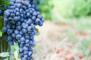 Acute Intake of Grape and Apple Polyphenols Improves Endurance Performance