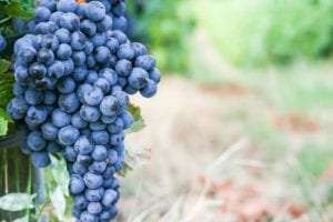 fruit and vegetables