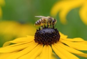honey bee
