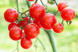 Tomato Extract Protects LDL Cholesterol from Oxidation in Healthy Subjects