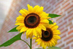 Sunflower Seed Extract Improves Body Weight, Fat Mass, and Lipid Profile in Obese Subjects