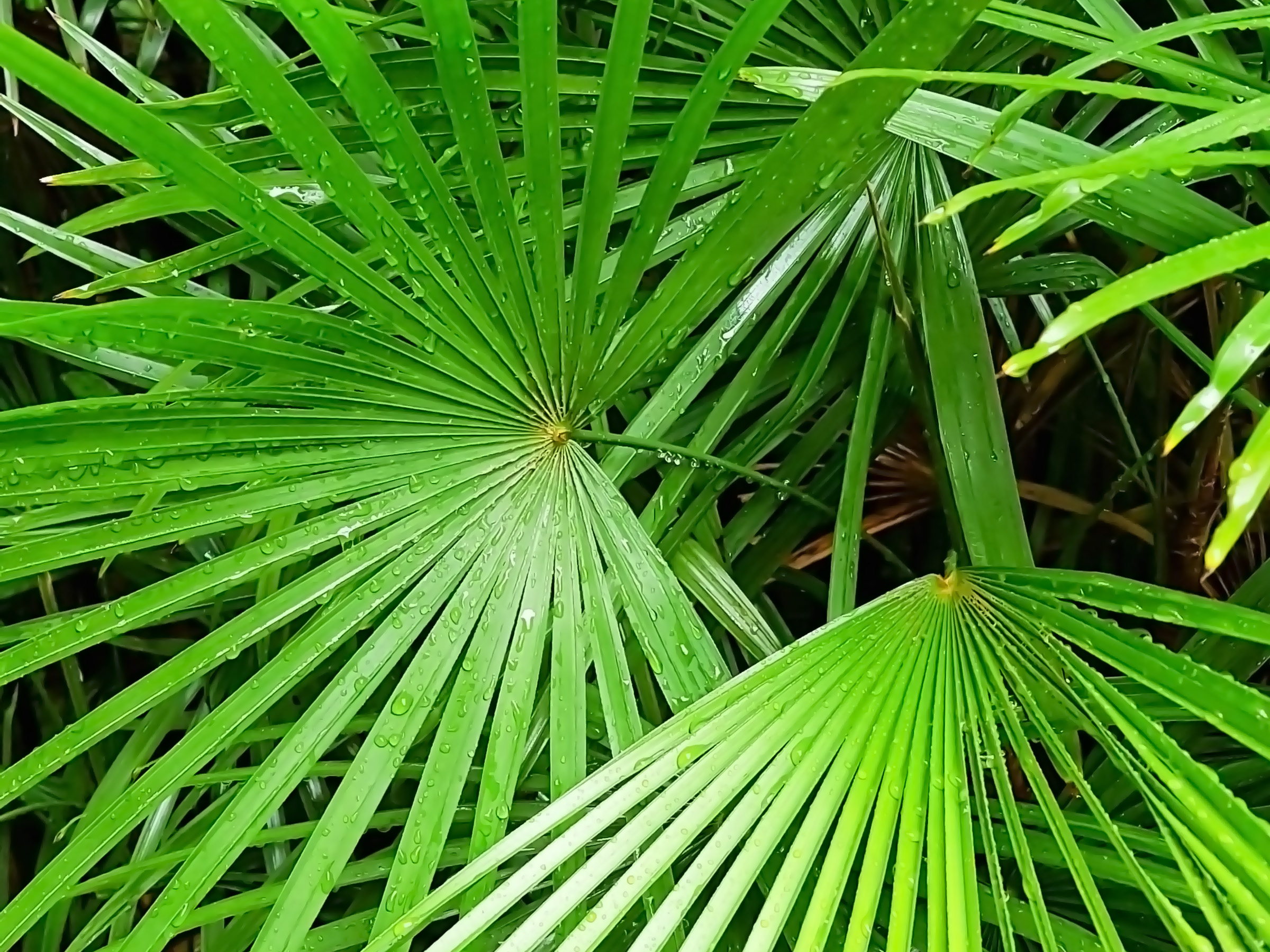 close-up blurry image of green palm leaves.