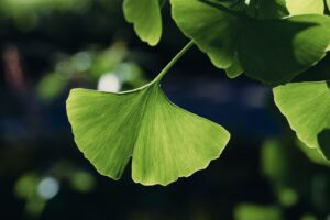 Ginkgo biloba leaf