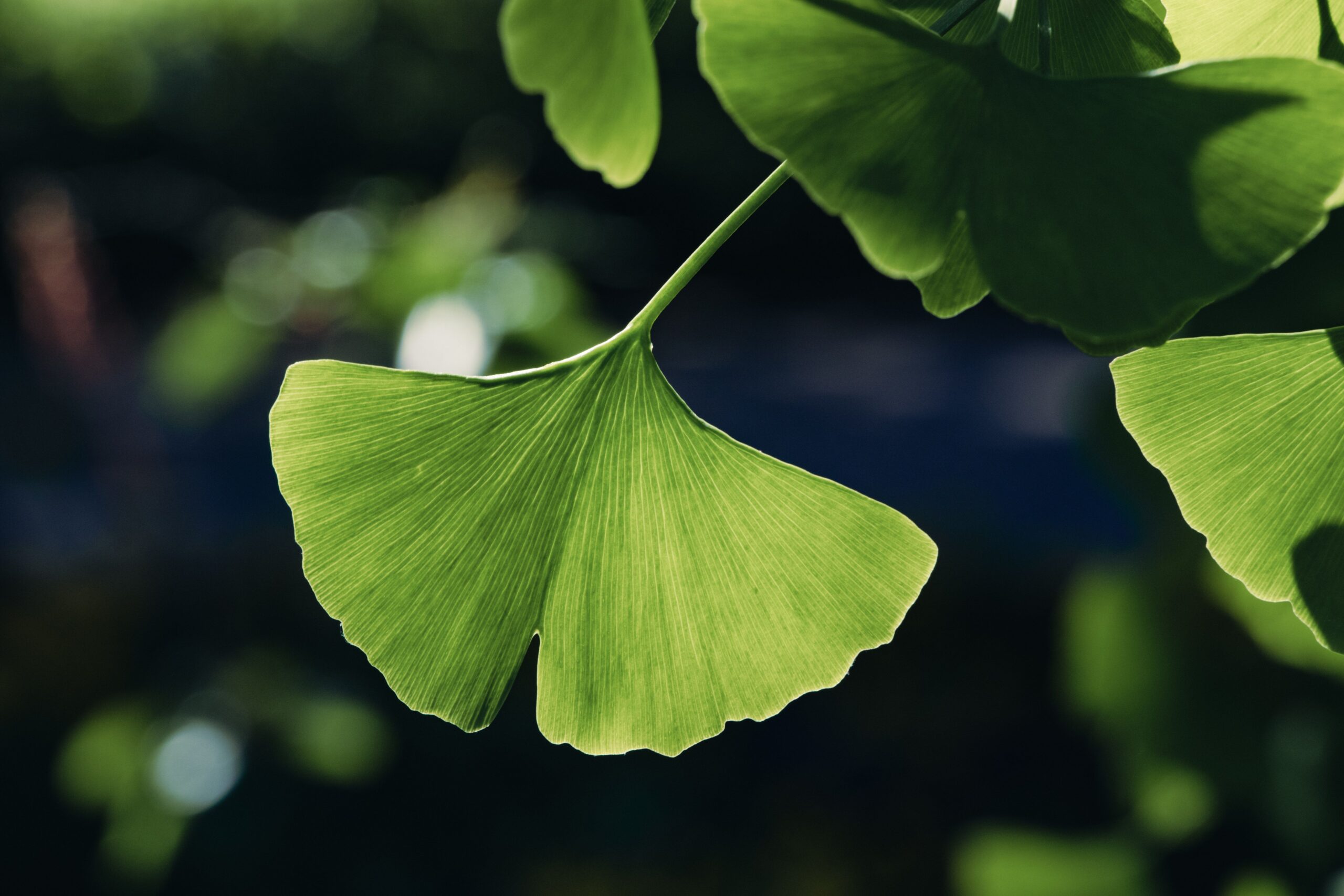 Ginkgo biloba leaf