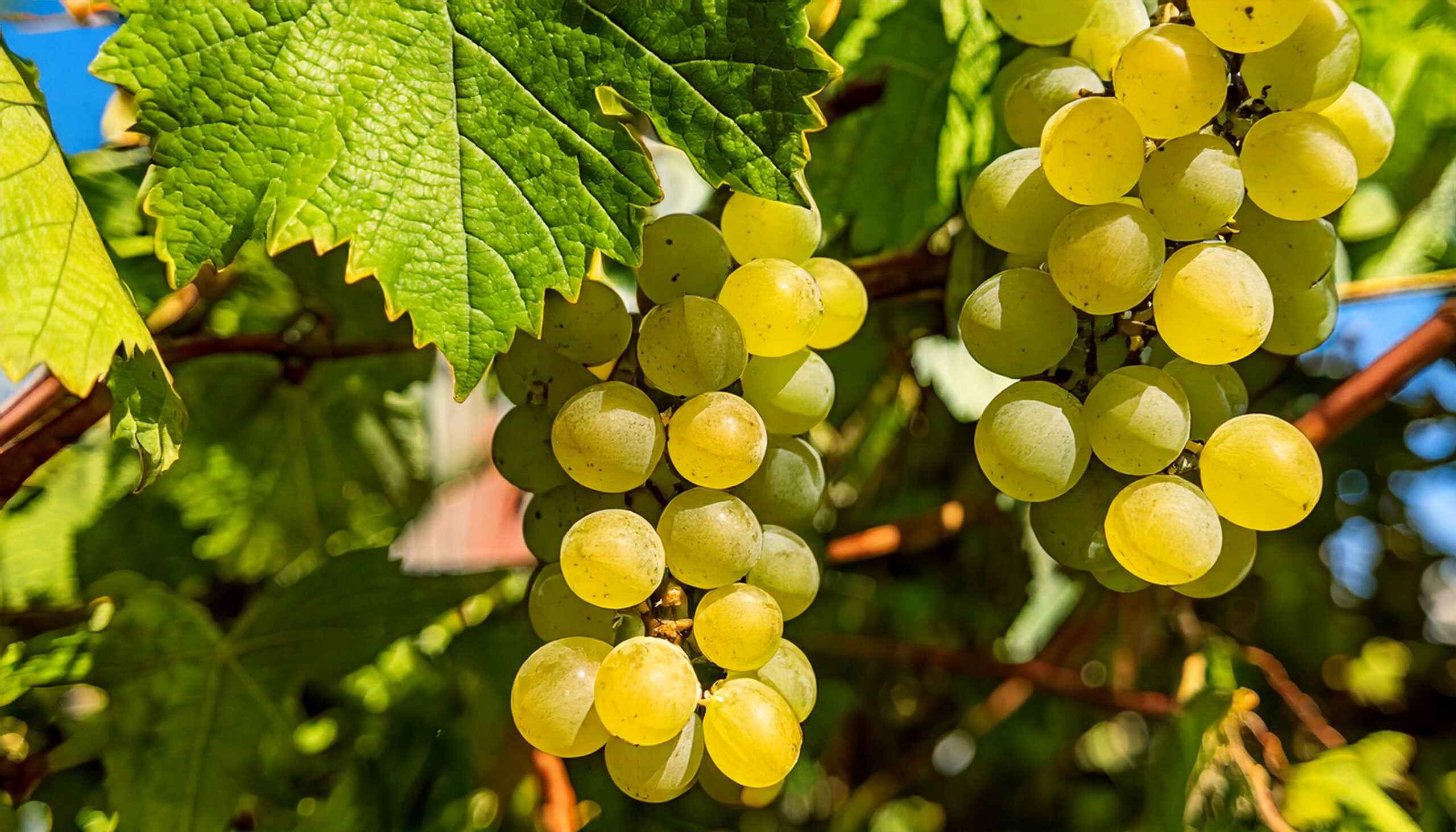 chardonnay grapes