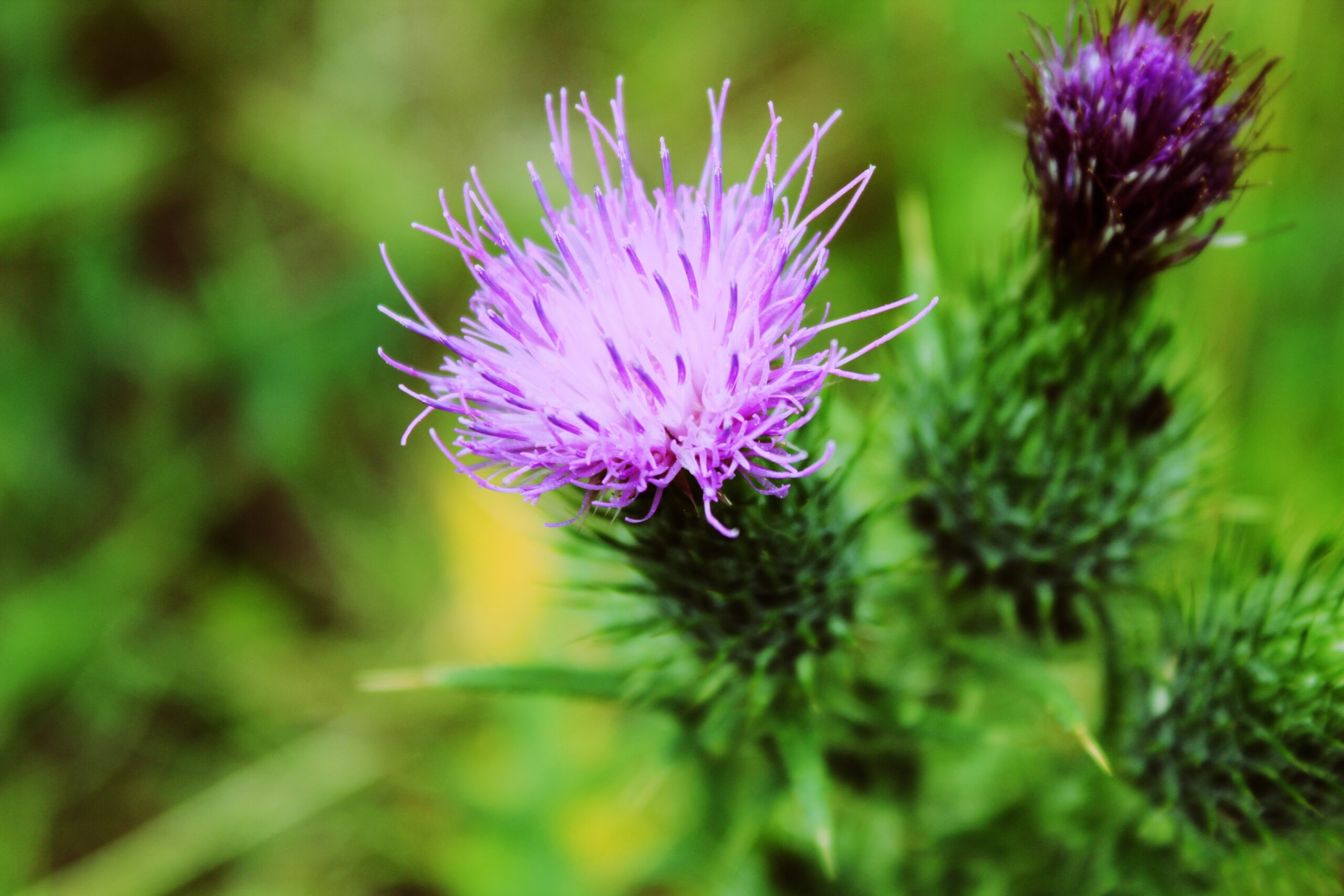 Close-up picture of milk thistle flower
